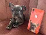 Carcasa De Celular Personalizada Con Foto De Mascota